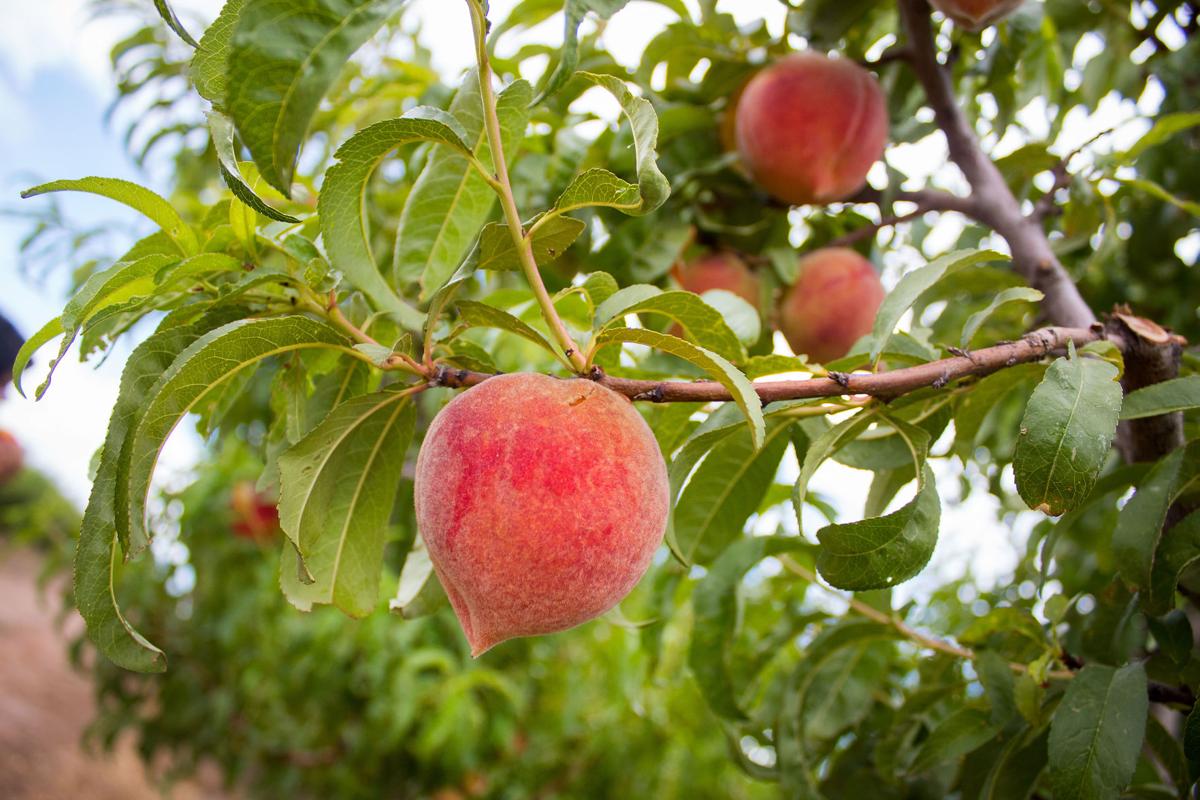 Apple Annie’s You-Pick Orchards