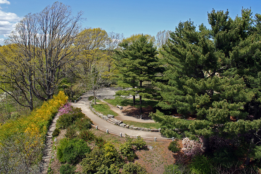 Arnold Arboretum