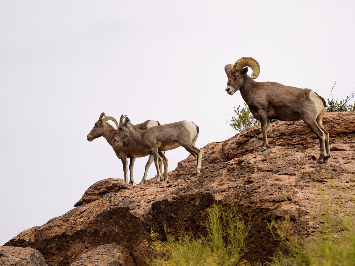 Bighorn Sheep