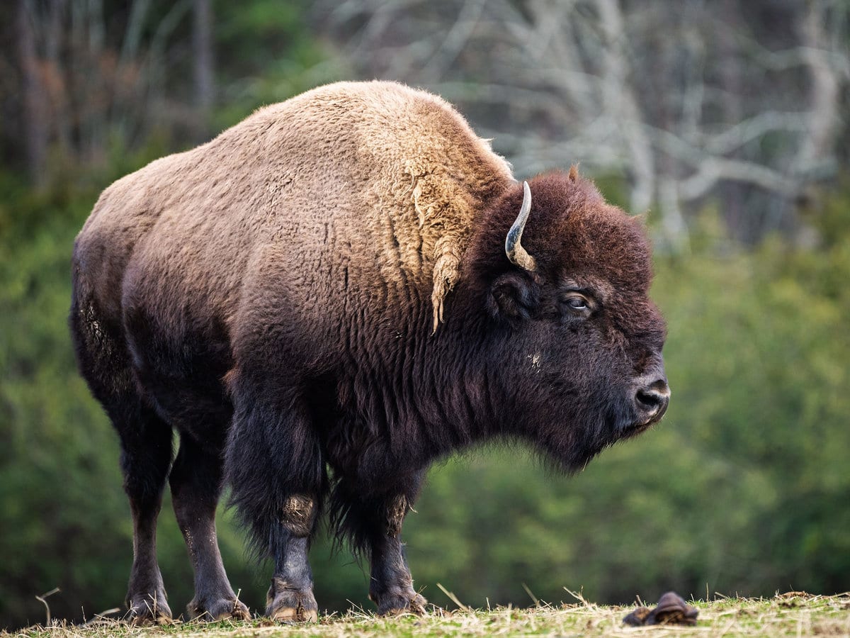 Bison