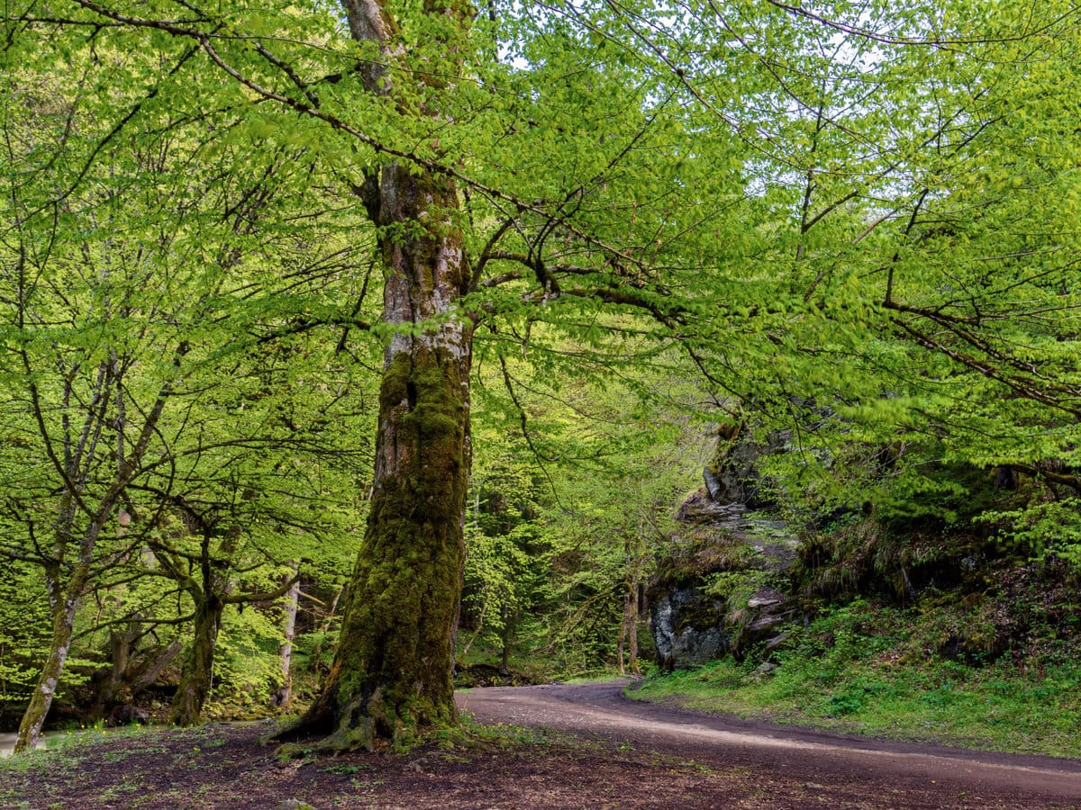 Borjomi-Kharagauli National Park