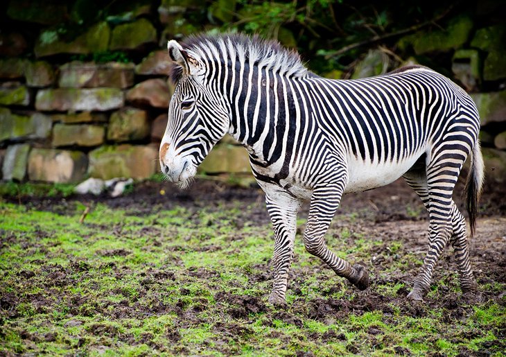 Chester Zoo, Cheshire