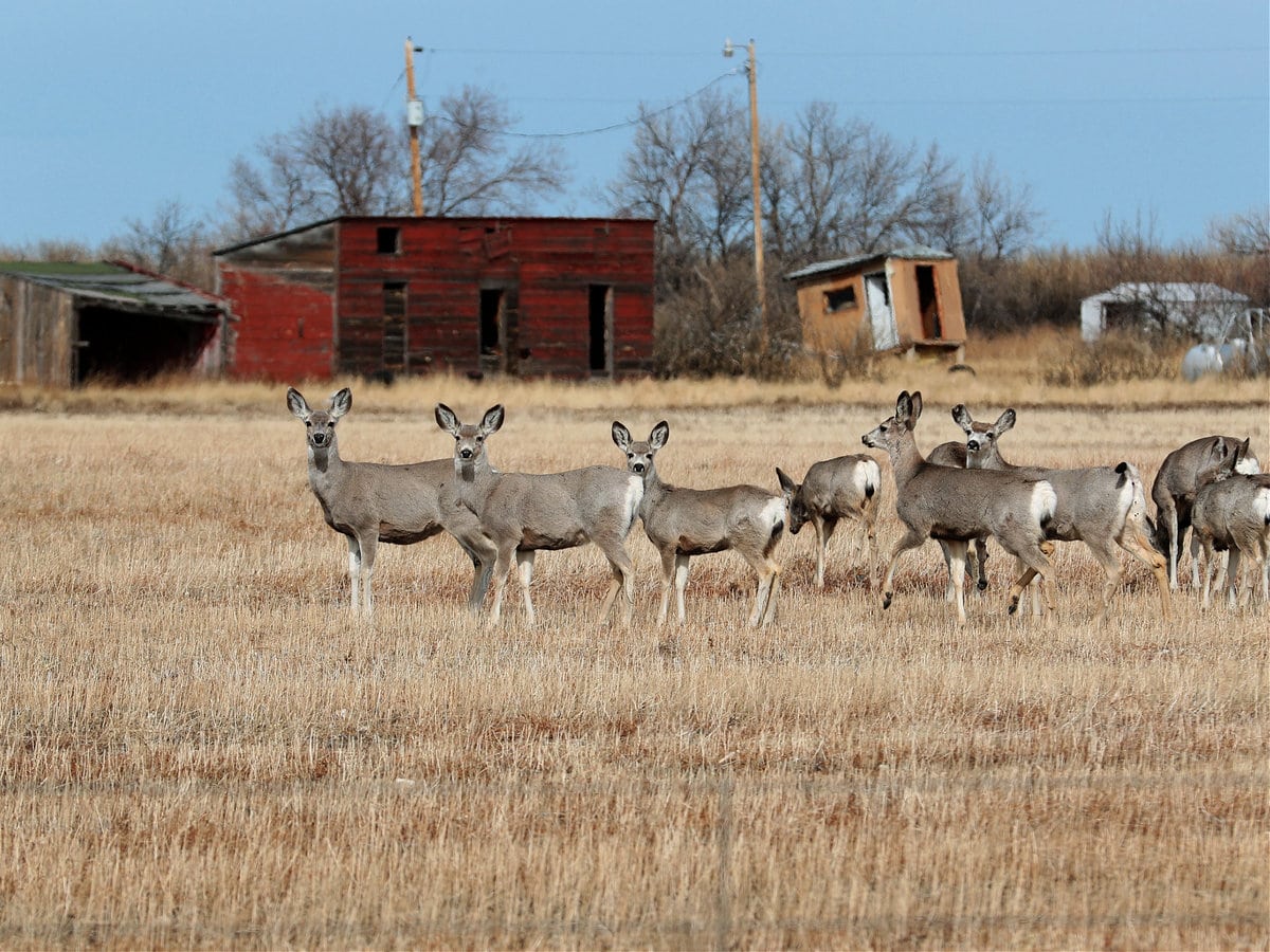 Choteau