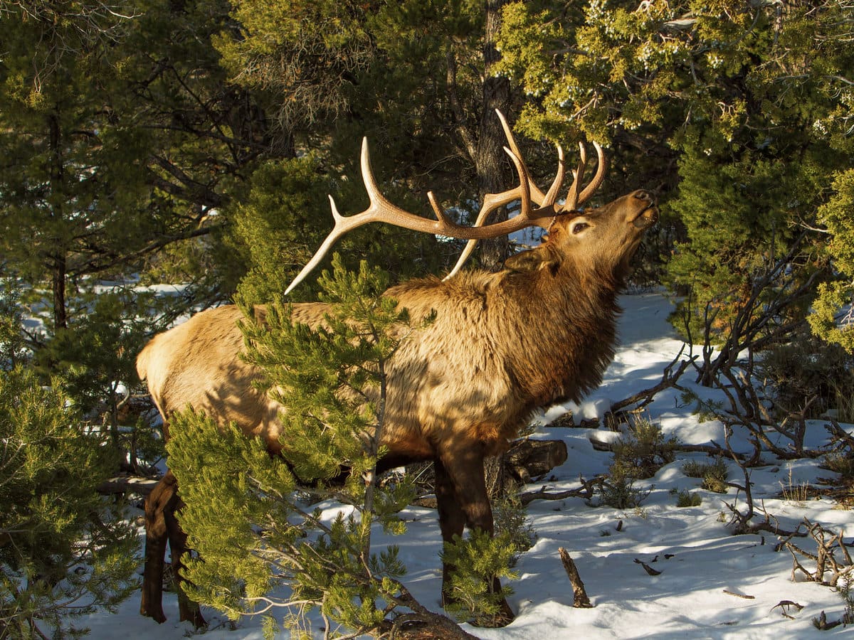  Elk