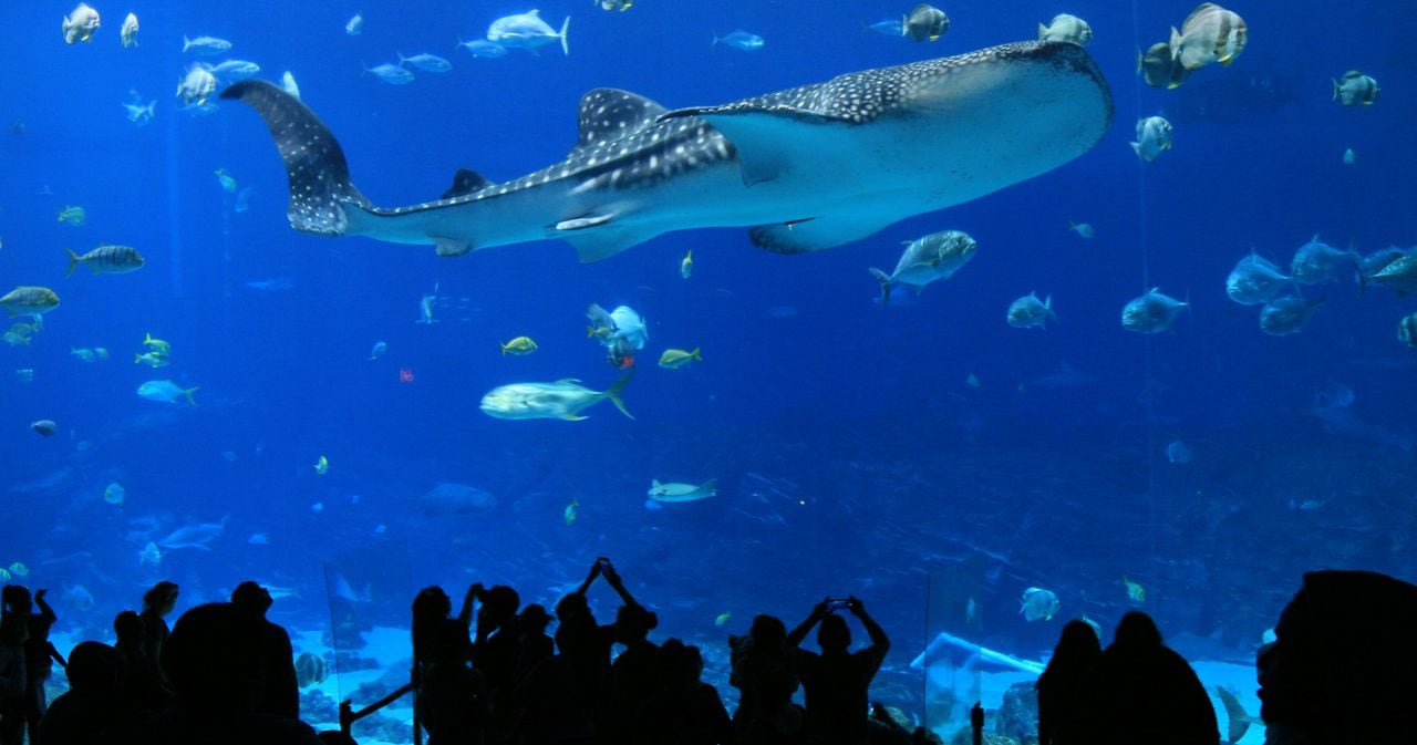 Georgia Aquarium