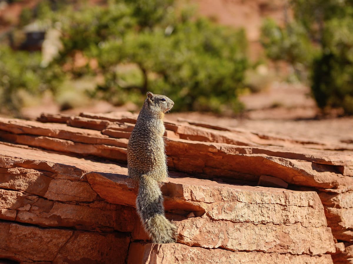 Kaibab Squirrel