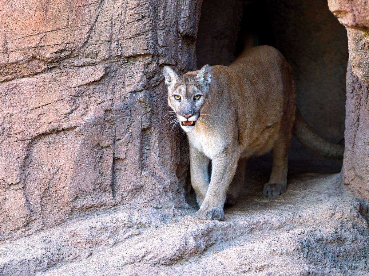 Mountain Lion