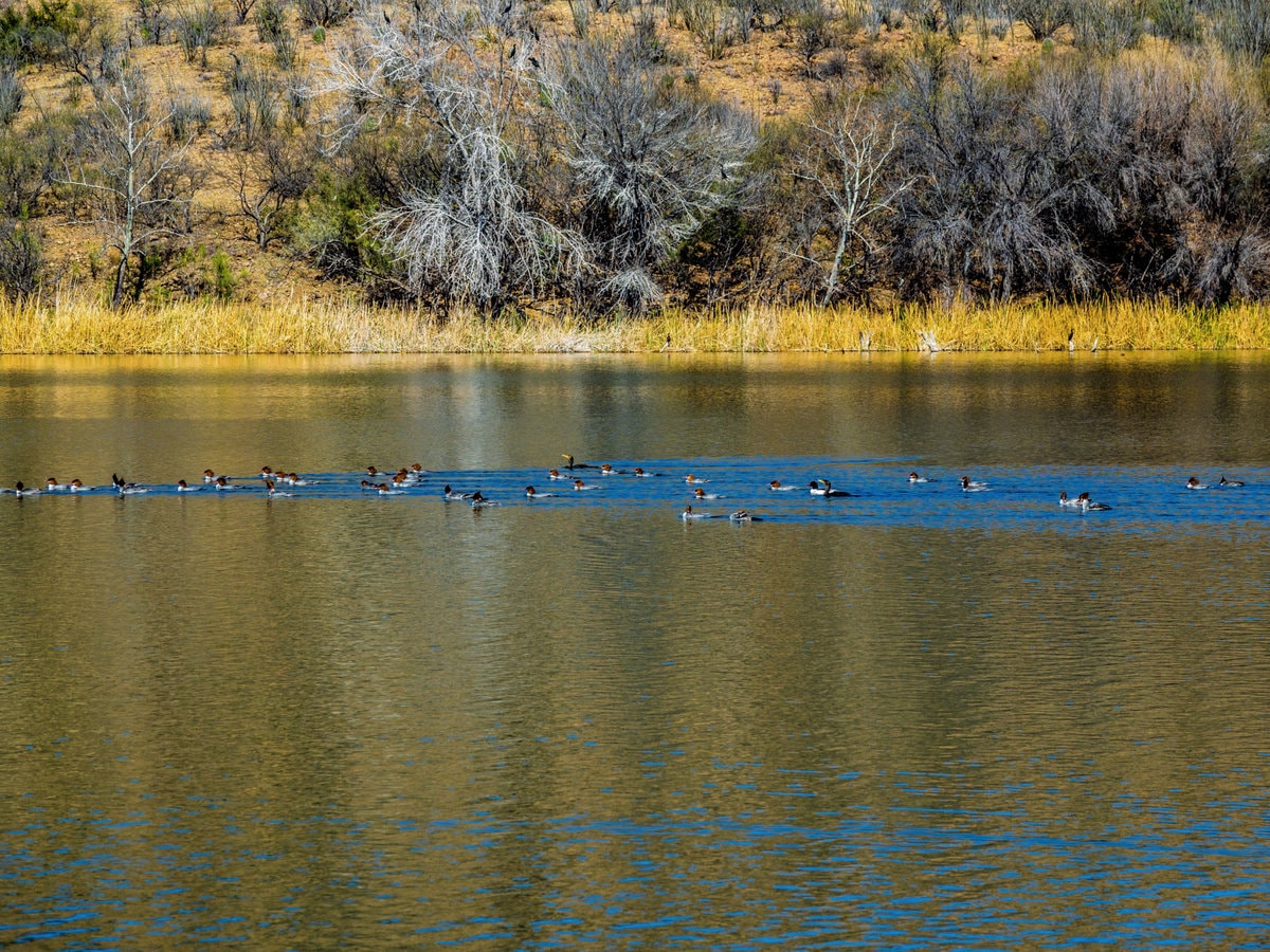 Patagonia Lake