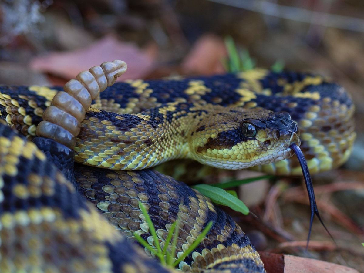 Rattlesnakes