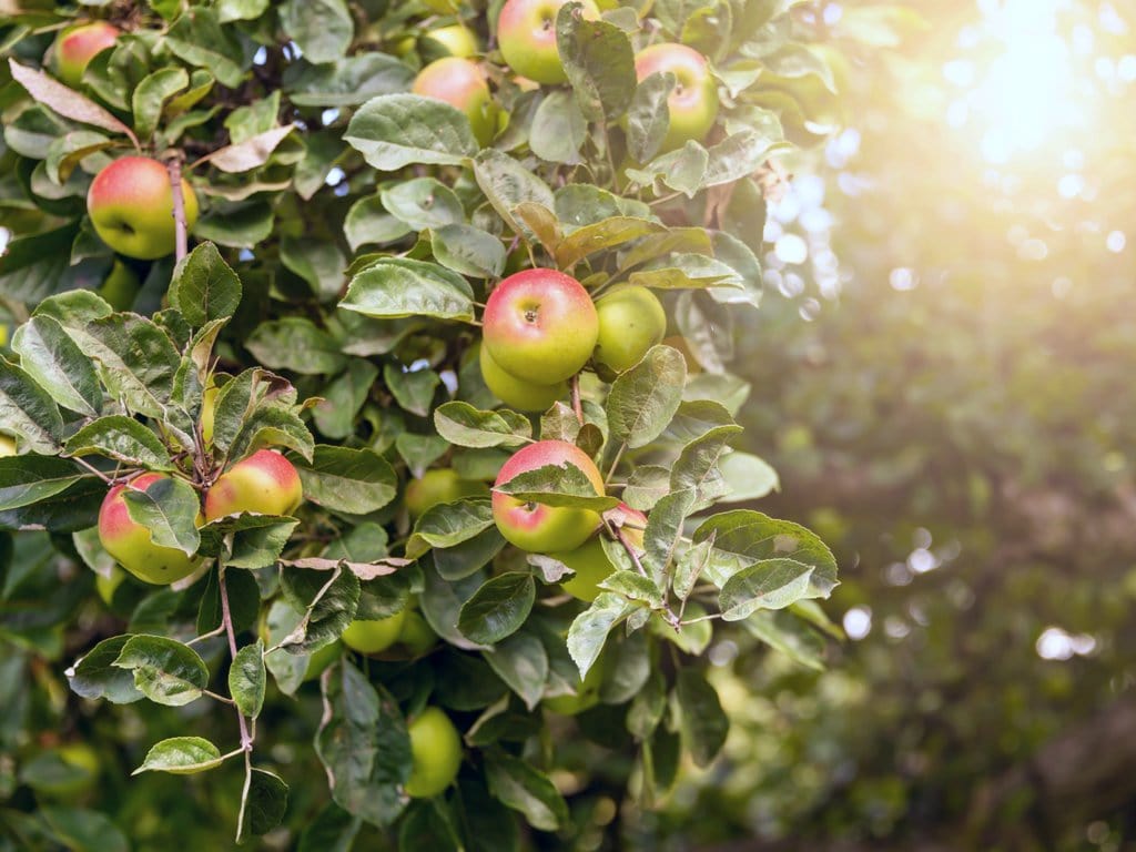 Slide Rock Apple Orchard