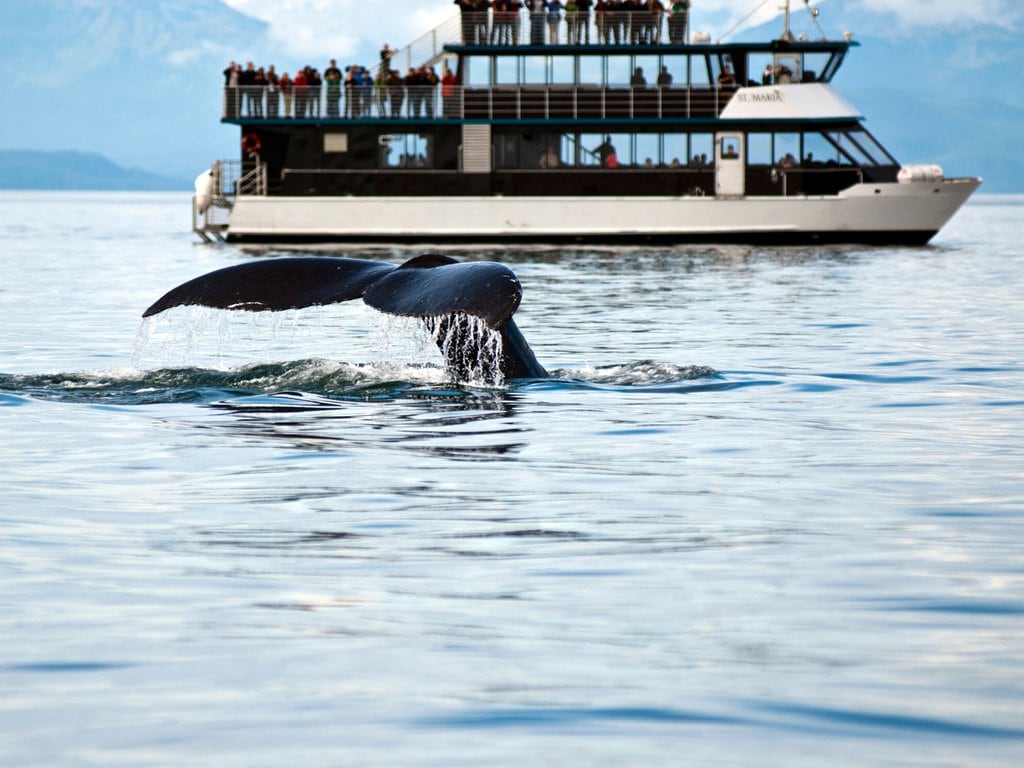 Whale Watching