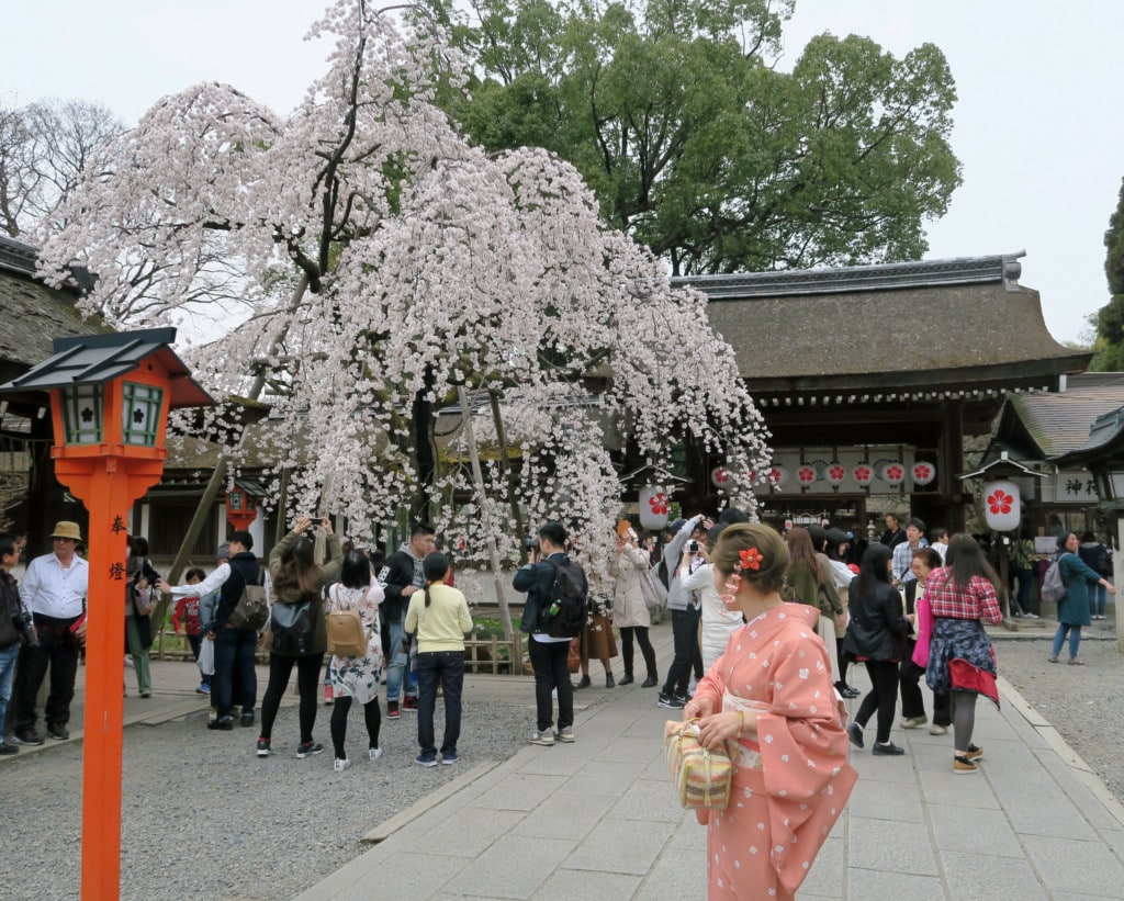  blossoms in Kyoto