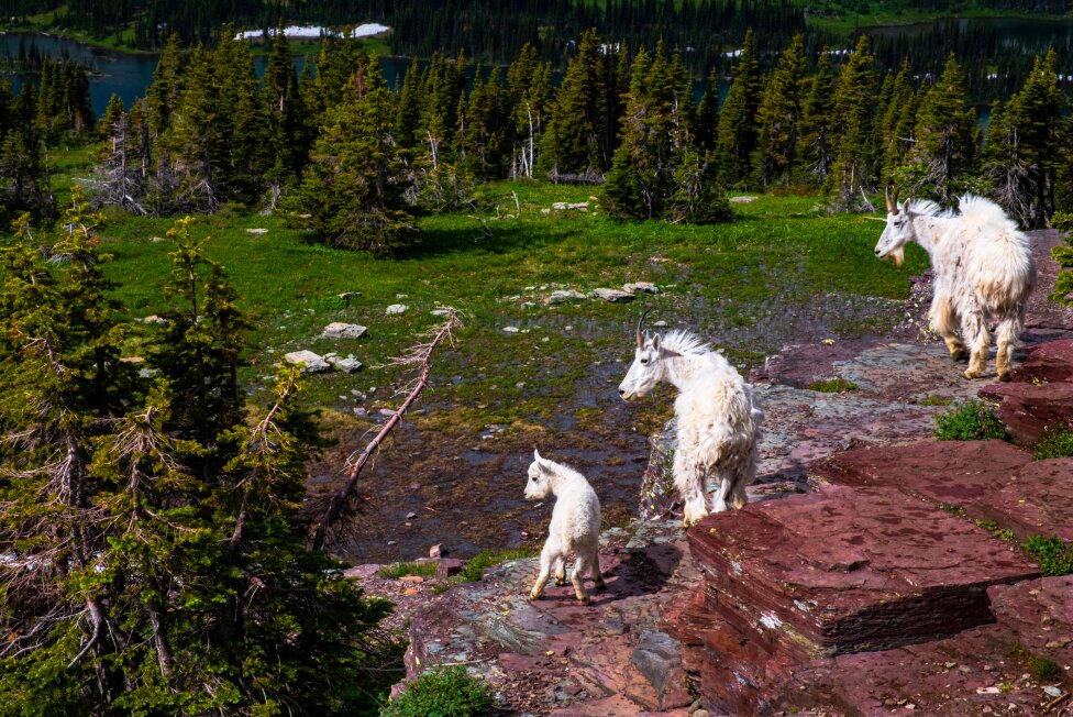 Glacier National Park